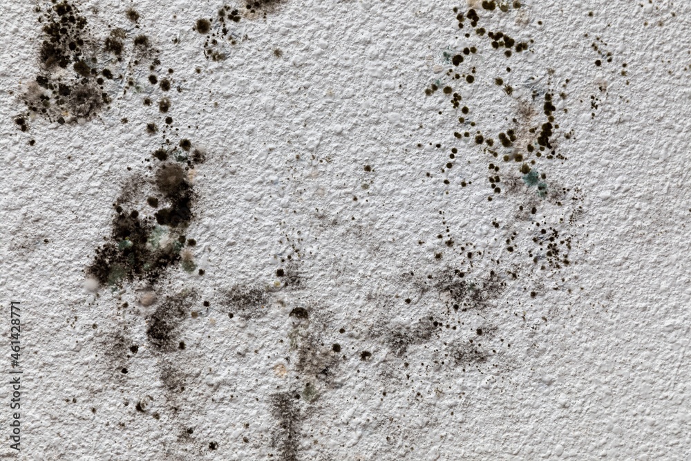 Effective Methods for Safe and Swift Mold Removal