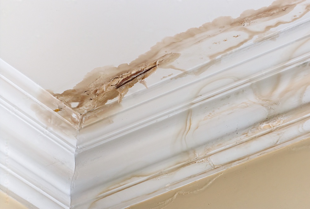 Reviving Your Home: The Art of Water Damage Restoration