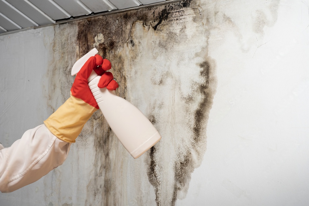 Expert Insights on Mold Removal and Remediation